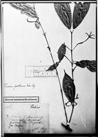 Type of Faramea spathacea Müll. Arg. ex Standl. [family RUBIACEAE]