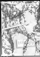 Type of Relbunium tenuissimum K. Krause [family RUBIACEAE]