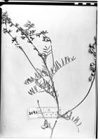 Type of Astragalus brachytropis Phil. [family FABACEAE]