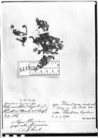 Type of Alternanthera lupulina Kunth [family AMARANTHACEAE]