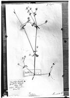 Type of Alternanthera elongata Moq. [family AMARANTHACEAE]