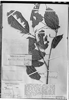 Type of Alchornea sodiroi Pax & K. Hoffm. [family EUPHORBIACEAE]