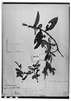 Type of Acalypha brevipes Müll. Arg. [family EUPHORBIACEAE]