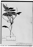 Type of Sebastiania heteroica Müll. Arg. [family EUPHORBIACEAE]