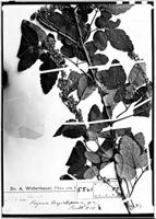Type of Serjania longistipula Radlk. [family SAPINDACEAE]