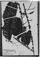 Type of Talisia bullata Radlk. [family SAPINDACEAE]