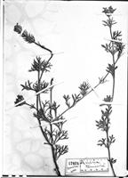 Type of Verbena tenuisecta Briq. [family VERBENACEAE]