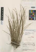 Holotype of Exochogyne steyermarkii Gilly [family CYPERACEAE]