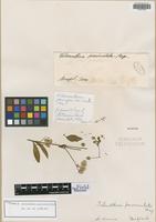 Isotype of Alternanthera paniculata Kunth [family AMARANTHACEAE]