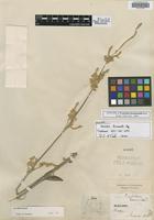 Syntype of Froelichia drummondii Moq. [family AMARANTHACEAE]