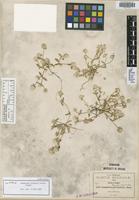 Isotype of Gomphrena pringlei J. M. Coult.&Fisher [family AMARANTHACEAE]