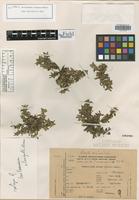 Isotype of Guilleminea elongata Mears [family AMARANTHACEAE]