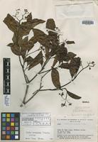 Isotype of Cordia lomatoloba I. M. Johnst. [family BORAGINACEAE]