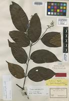 Isotype of Cordia scabrifolia A. DC. [family BORAGINACEAE]