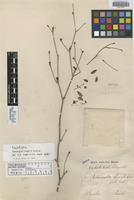 Isotype of Terminalia riedelii Eichler [family COMBRETACEAE]