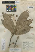 Isotype of Quercus hintonii E. F. Warb. [family FAGACEAE]