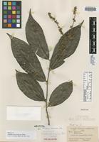 Isotype of Homalium nicaraguense Blake [family FLACOURTIACEAE]