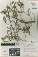 Isotype of Gesneria haitiensis L. E. Skog [family GESNERIACEAE]