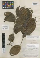 Isotype of Banisteriopsis krukoffii B. Gates [family MALPIGHIACEAE]