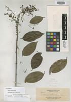 Isotype of Ardisia ochracea Elmer [family MYRSINACEAE]