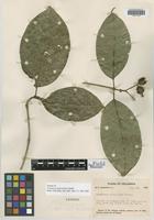 Isotype of Coussarea macrocalyx Standl. [family RUBIACEAE]