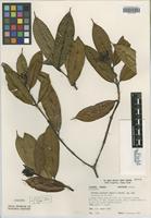 Isotype of Faramea jefensis Dwyer & M. V. Hayden [family RUBIACEAE]
