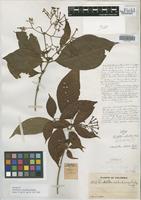 Isotype of Rondeletia colombiana Rusby [family RUBIACEAE]