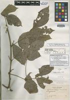 Isotype of Paullinia boliviana Radlk. [family SAPINDACEAE]