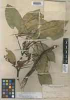 Syntype of Rhysotoechia striata Radlk. [family SAPINDACEAE]