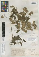 Syntype of Serjania confertiflora Radlk. var. dasycephala Radlk. [family SAPINDACEAE]