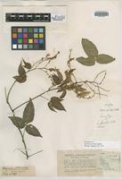 Isosyntype of Serjania faveolata Radlk. [family SAPINDACEAE]