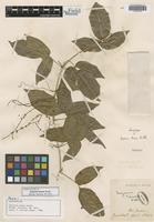 Isosyntype of Serjania tenuis Radlk. [family SAPINDACEAE]