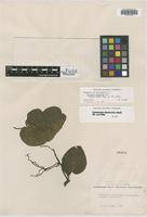 Isolectotype of Solanum betaceum Cav. [family SOLANACEAE]