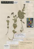 Isotype of Verbena rigida Spreng. f. obovata Hayek [family VERBENACEAE]