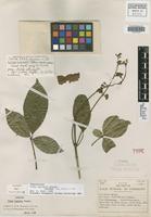 Isotype of Vitex kuylenii Standl. [family VERBENACEAE]