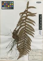 Isosyntype of Aspidium montevidense (Spreng.) Hieron. f. squamulosa Hieron. [family DRYOPTERIDACEAE]