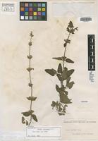 Type? of Stachys coccinea Ortega [family LAMIACEAE]