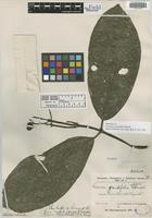 Isotype of Faramea grandifolia Standl. [family RUBIACEAE]