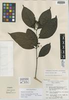 Isotype of Diplopterys mexicana B. Gates [family MALPIGHIACEAE]