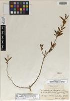 Isosyntype of Sebastiania subulata (Müll. Arg.) Pax var. ramosa Pax [family EUPHORBIACEAE]