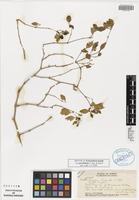 Isotype of Nototrichium humile Hillebr. var. pavifolium O. Deg. & Sherff [family AMARANTHACEAE]