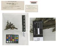Type of Roesleria pallida (Pers.) Sacc. var. glauca Jaap [family INCERTAE SEDIS]