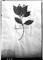Type of Faramea affinis Müll. Arg. [family RUBIACEAE]
