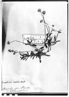 Type of Gomphrena debilis Mart. [family AMARANTHACEAE]