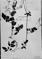 Type of Serjania pedicellaris Radlk. [family SAPINDACEAE]