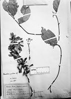 Holotype of Banisteria quitensis Nied. [family MALPIGHIACEAE]