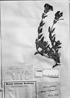 Type of Verbena teucrioides Gillies & Hook. var. platensis Cham. [family VERBENACEAE]