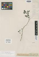 Isotype of Pilea nutans Wedd. [family URTICACEAE]