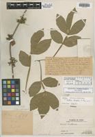 Holotype of Paullinia hemiptera D. R. Simpson [family SAPINDACEAE]