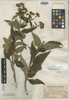 Isotype of Monactis macbridei H. Rob. [family ASTERACEAE]
